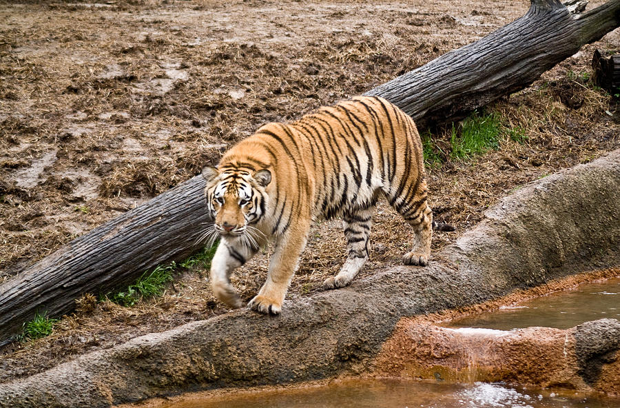 Tiger on the Prowl Photograph by Douglas Barnett
