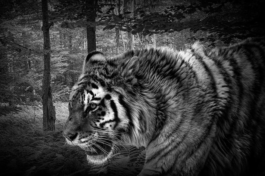 Tiger on the Prowl in Black and White Photograph by Randall Nyhof