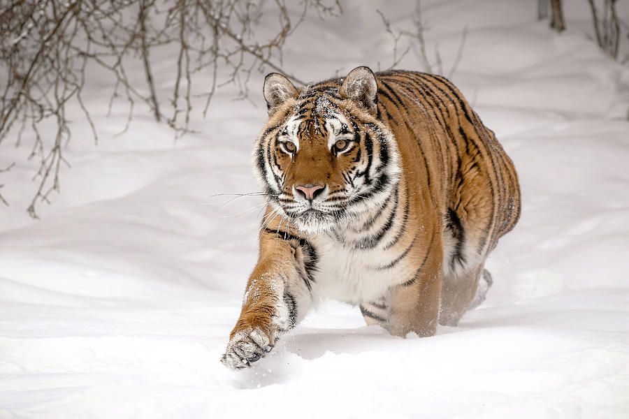 Tiger On The Run Photograph