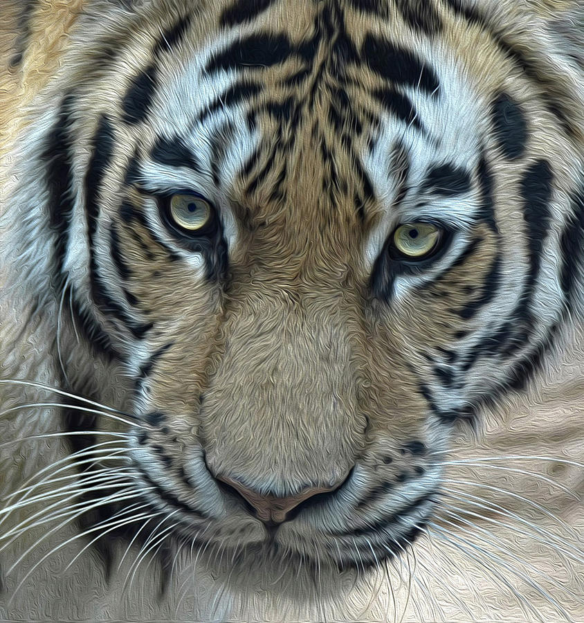 Tiger OP Photograph by Ronda Ryan