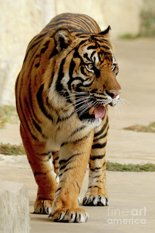 Sumatran Tiger Pacing Photograph by Gunther Allen