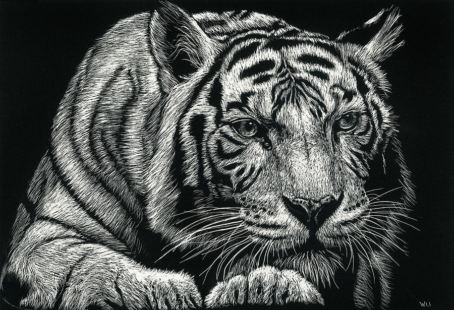 Tiger Pause Drawing by William Underwood