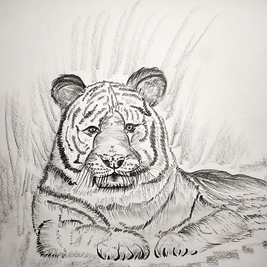 Tiger pencil sketch Drawing by Sonia Dutta - Fine Art America