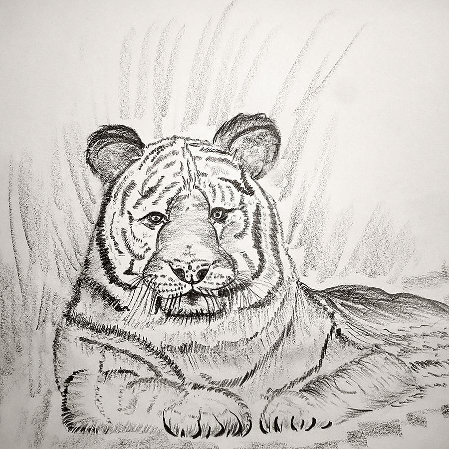 pencil drawings of tigers