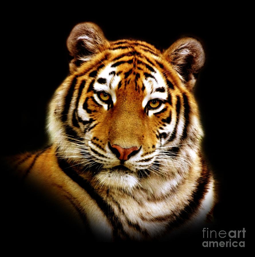 Wildlife Photograph - Tiger by Jacky Gerritsen