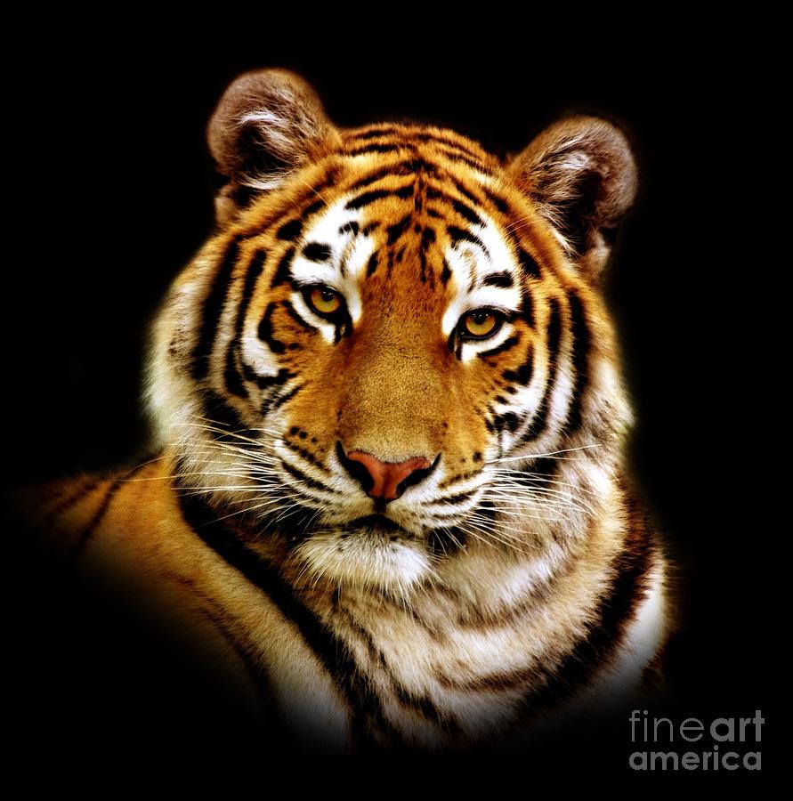 Tiger Photograph