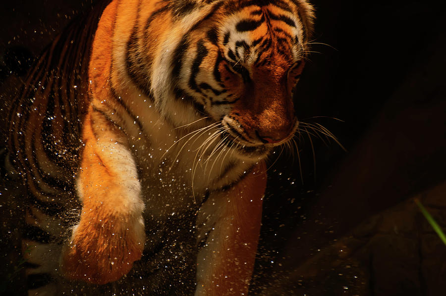 Animal Photograph - Tiger playing in the water  by Flees Photos