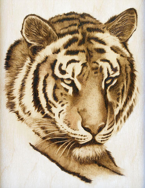 Tiger Portrait Drawing by Cate McCauley