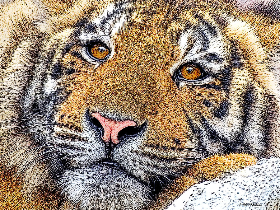 Mug Drawing - Tiger Portrait - Color Sketch by Ericamaxine Price