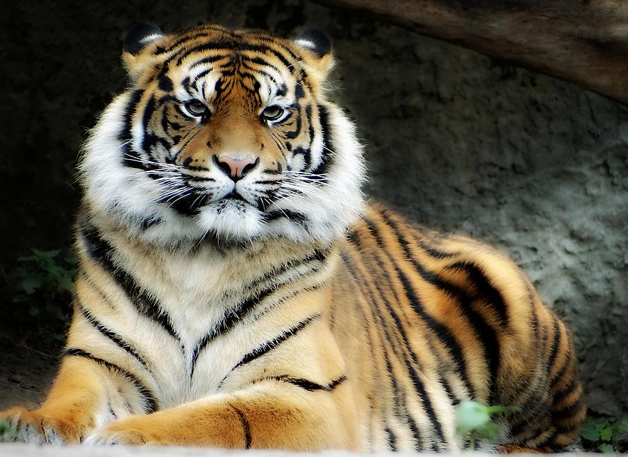 Tiger Portrait Photograph by Dawn Van Doorn - Fine Art America