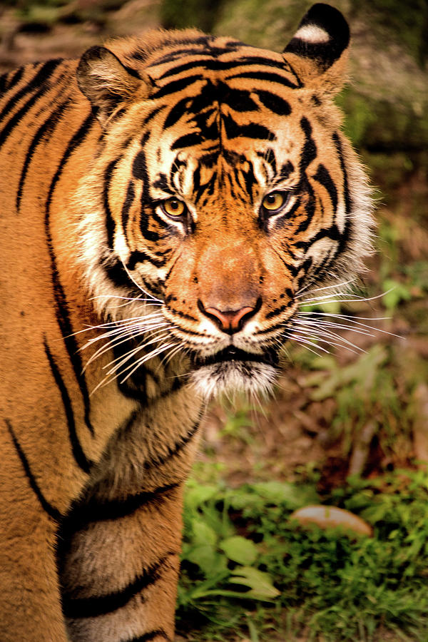 Tiger Portrait Photograph by Don Johnson