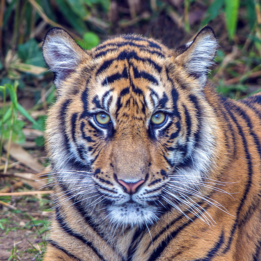 Tiger Portrait Headshot Photograph by William Bitman