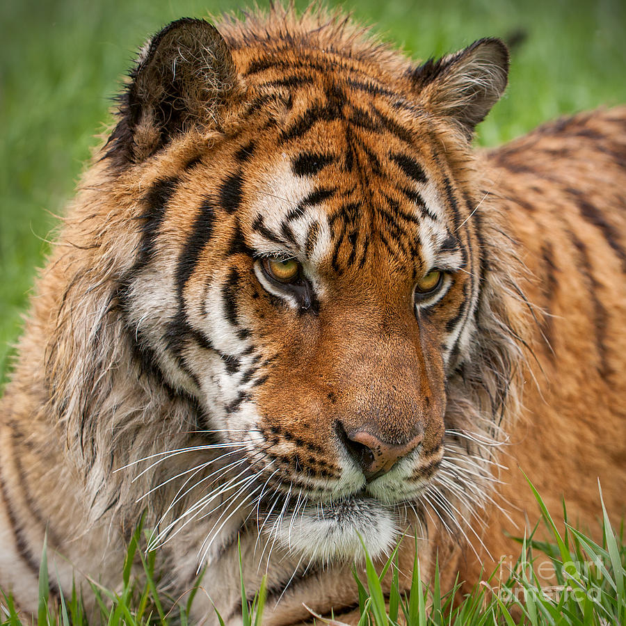 Nature Photograph - Tiger Portrait by Jerry Fornarotto