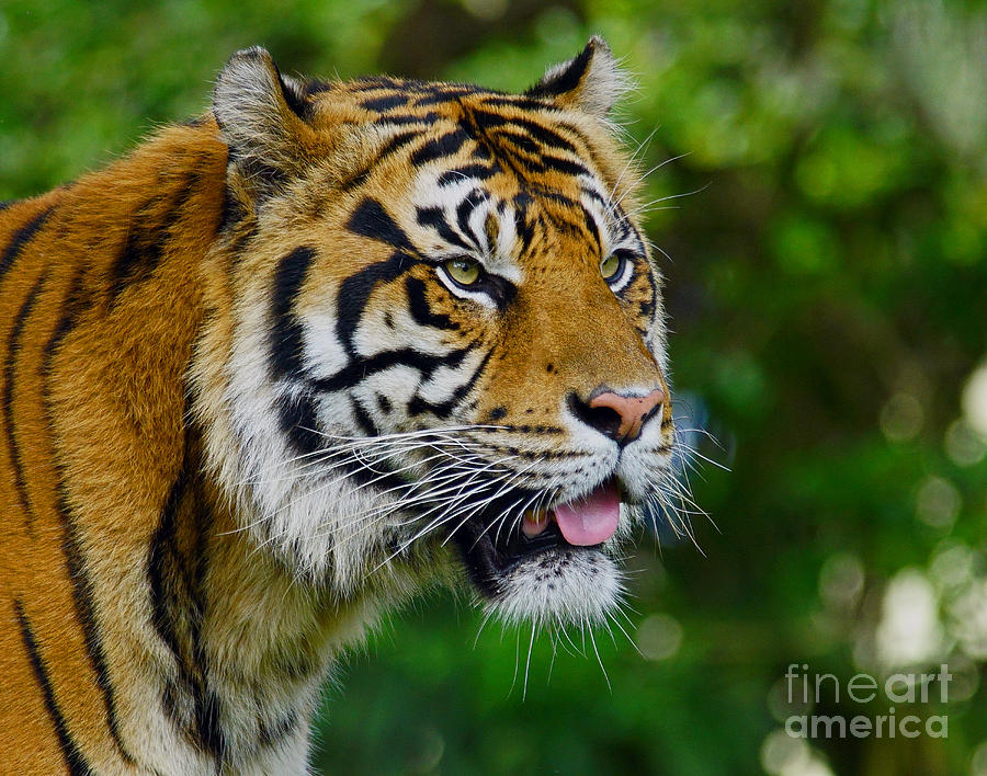 Tiger Portrait Photograph by Larry Nieland