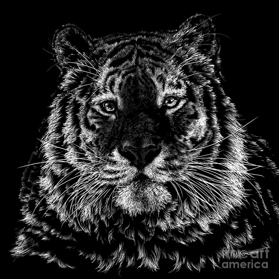 Tiger Portrait Drawing by Laurie Musser - Fine Art America