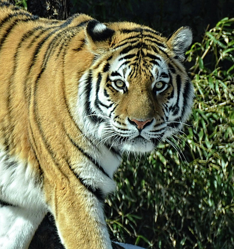Tiger portrait light Photograph by Ronda Ryan