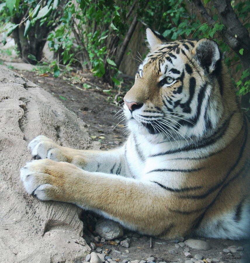 Tiger Portrait Photograph by Linda Sannuti