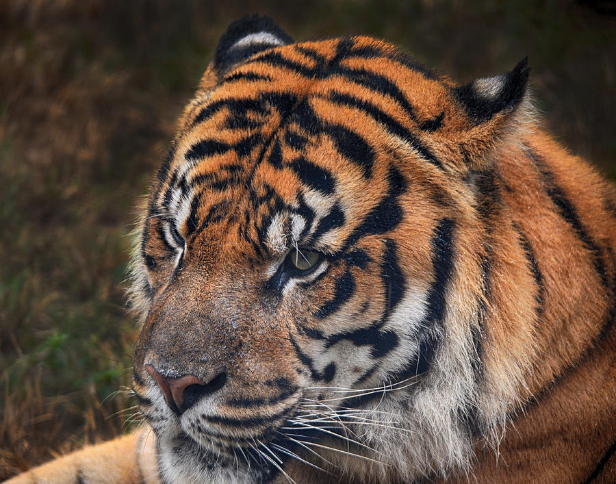 Tiger Portrait Photograph by Maggy Marsh