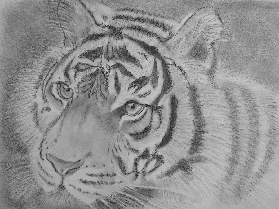 Tiger Portrait Drawing by Paul Blackmore - Fine Art America