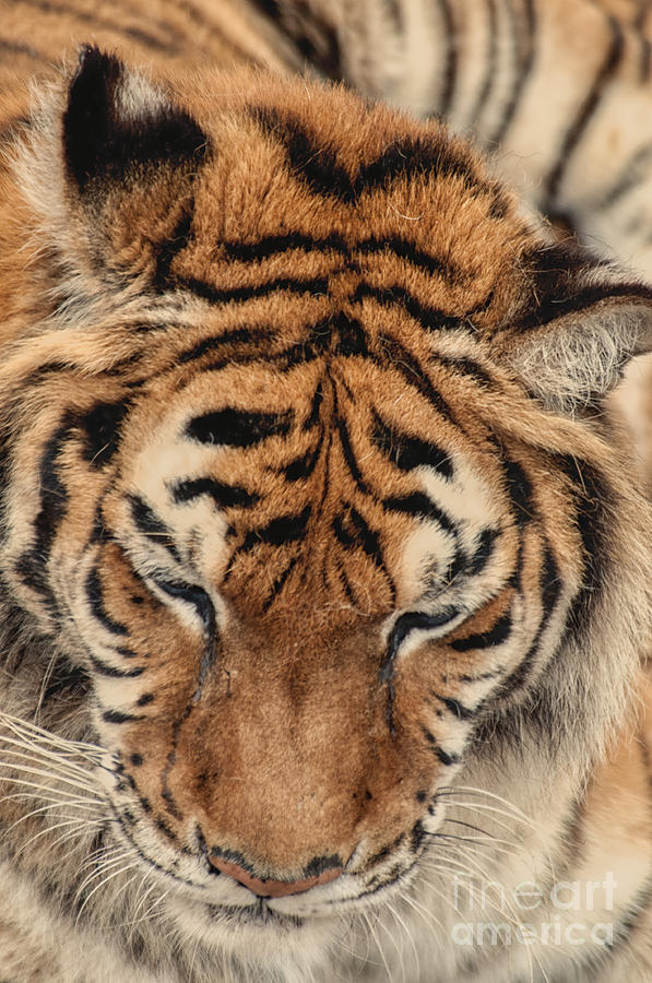 Tiger Portrait Photograph by Paulette Sinclair