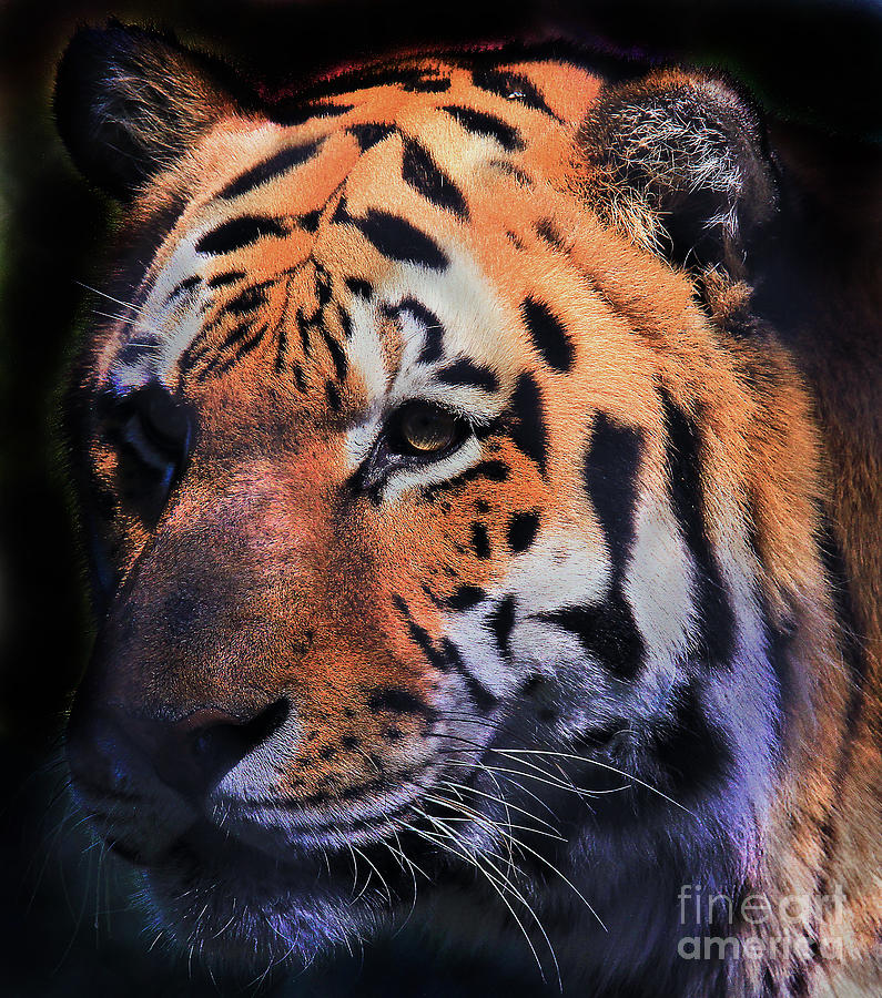 Nature Photograph - Tiger Portrait by Roger Becker