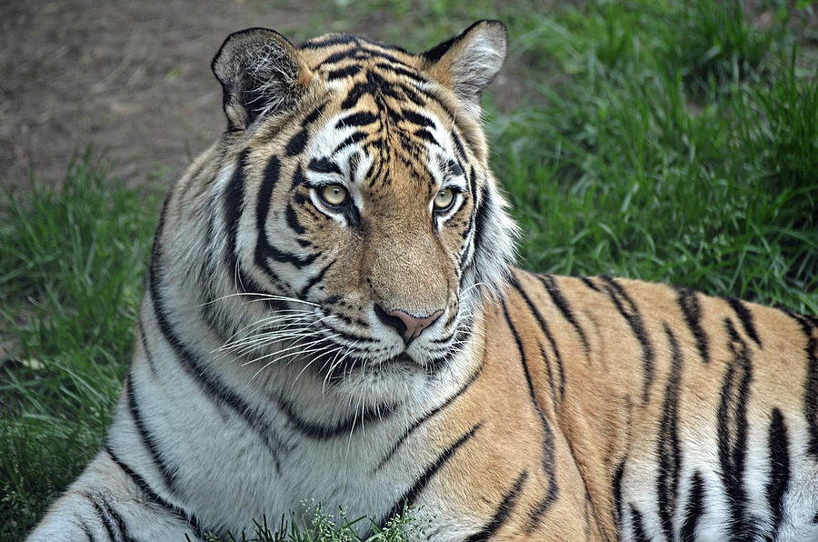 Tiger Portrait Photograph by Ronda Ryan