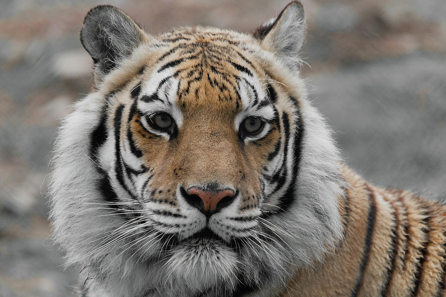 Tiger Portrait Photograph by Sam Rino