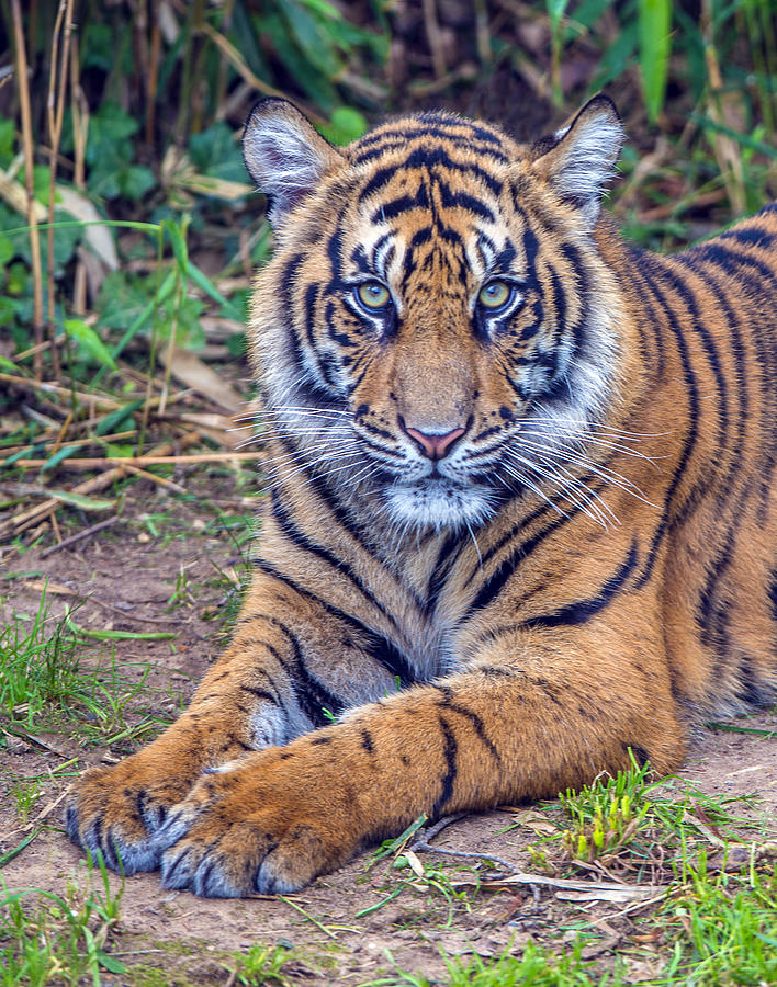 Tiger portrait Photograph by William Bitman