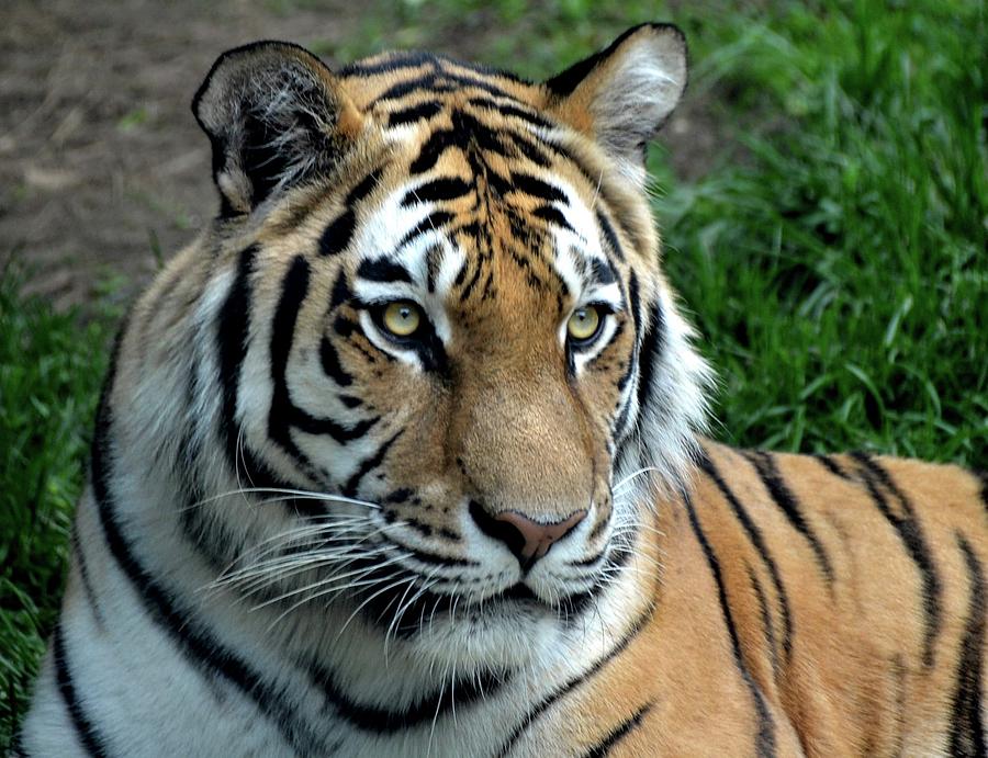 Tiger Portrait2 Photograph by Ronda Ryan