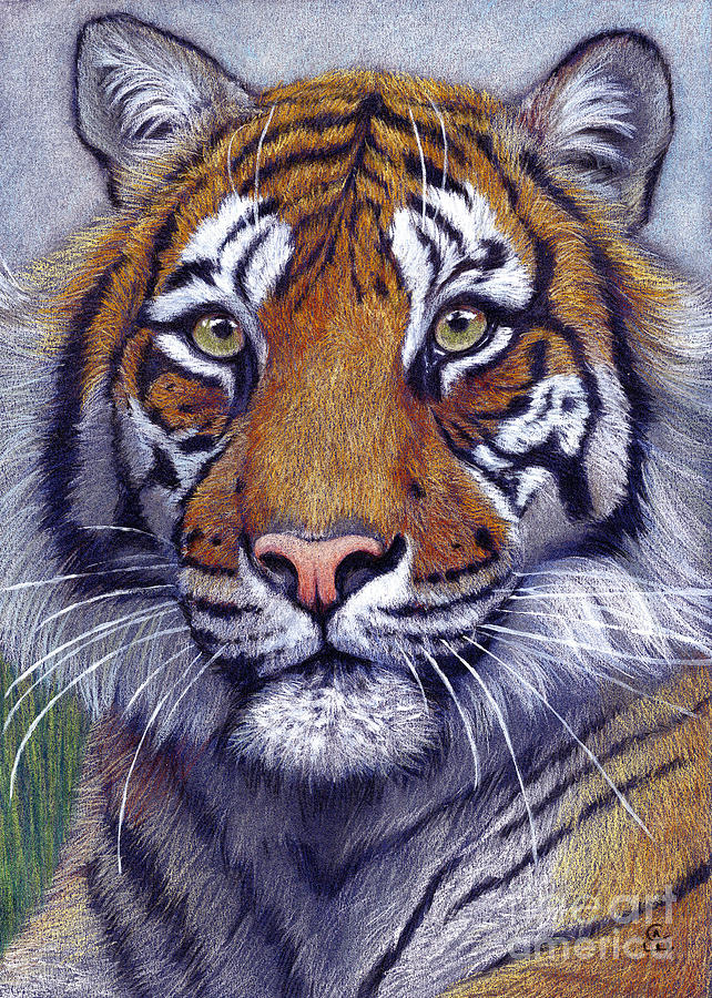  Tiger  portrayal Drawing  by Svetlana Ledneva Schukina