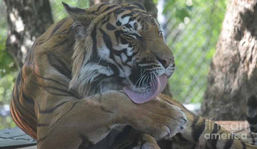 Tiger Preen Photograph by Maria Urso