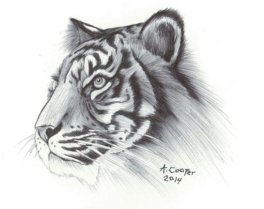 Tiger Profile Drawing by Ashley Cooper - Pixels