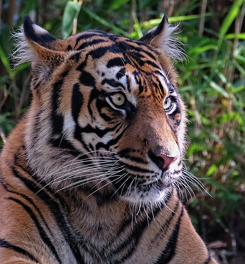Tiger profile close-up Photograph by Ronda Ryan