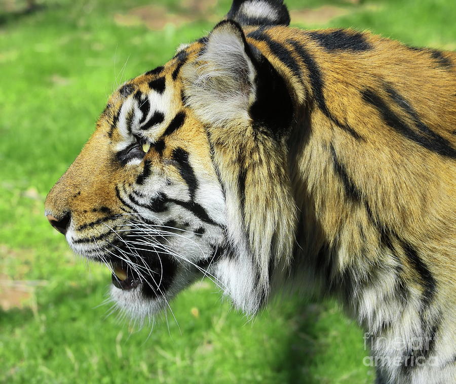 Tiger Profile Photograph by Erick Schmidt