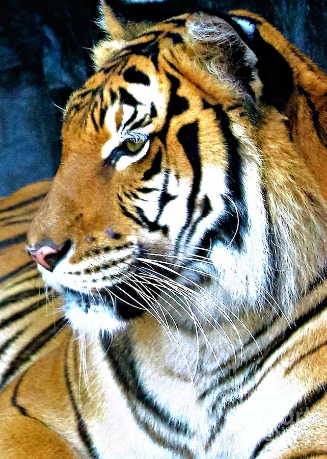 Tiger Profile Macro Photograph by Diann Fisher