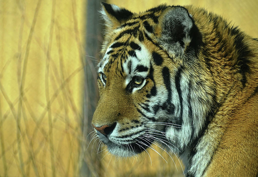 Tiger profile Photograph by Ronda Ryan