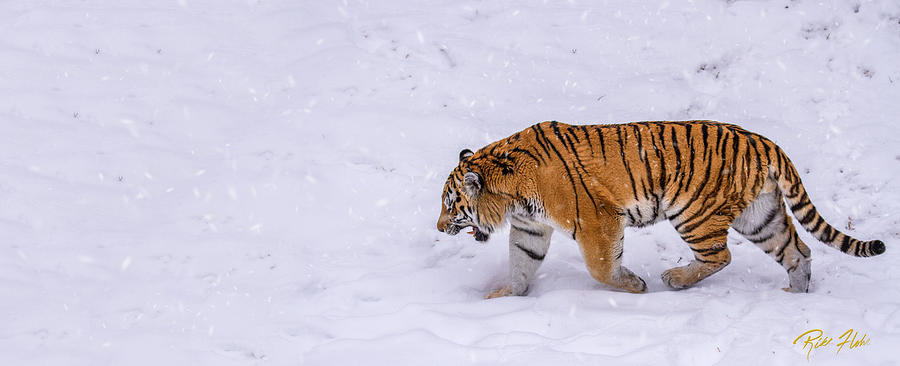 Tiger Prowling Photograph by Rikk Flohr