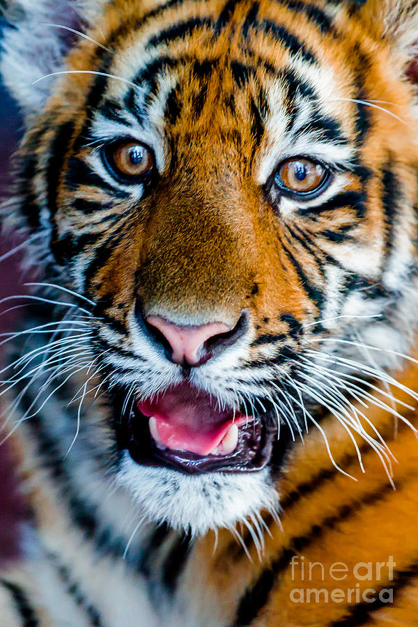 Tiger Photograph by Ray Shiu
