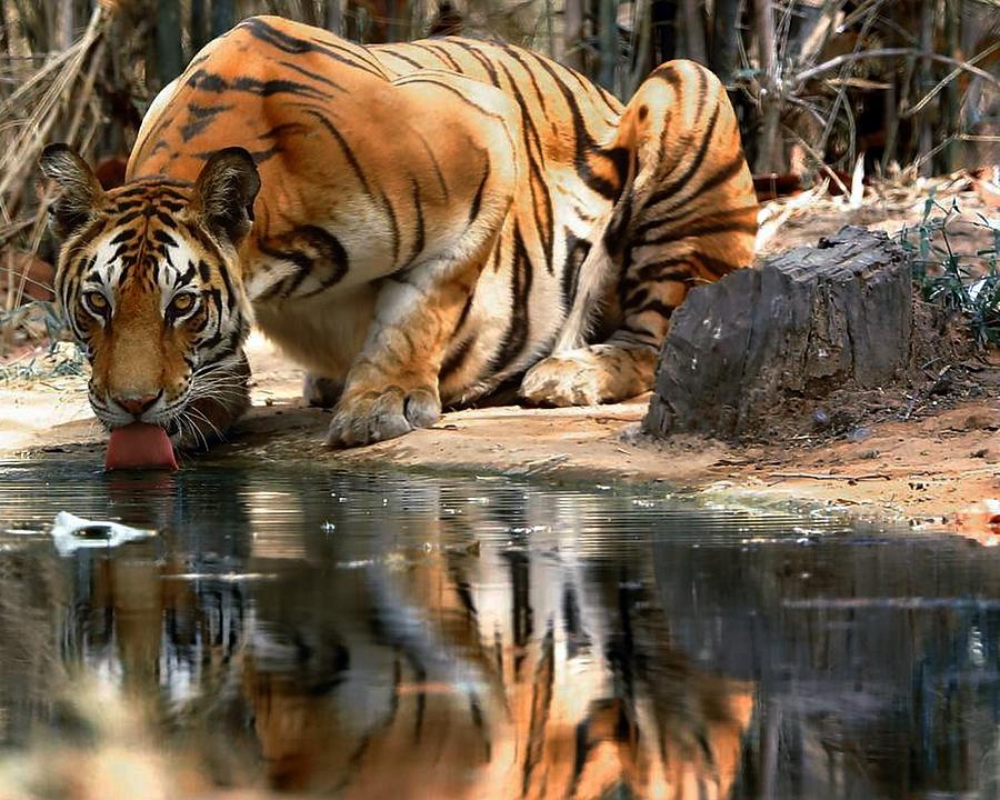 Tiger Reflection Photograph by Dawn Van Doorn | Fine Art America