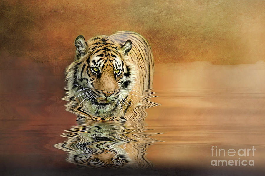 Tiger Reflections Photograph by Brian Tarr