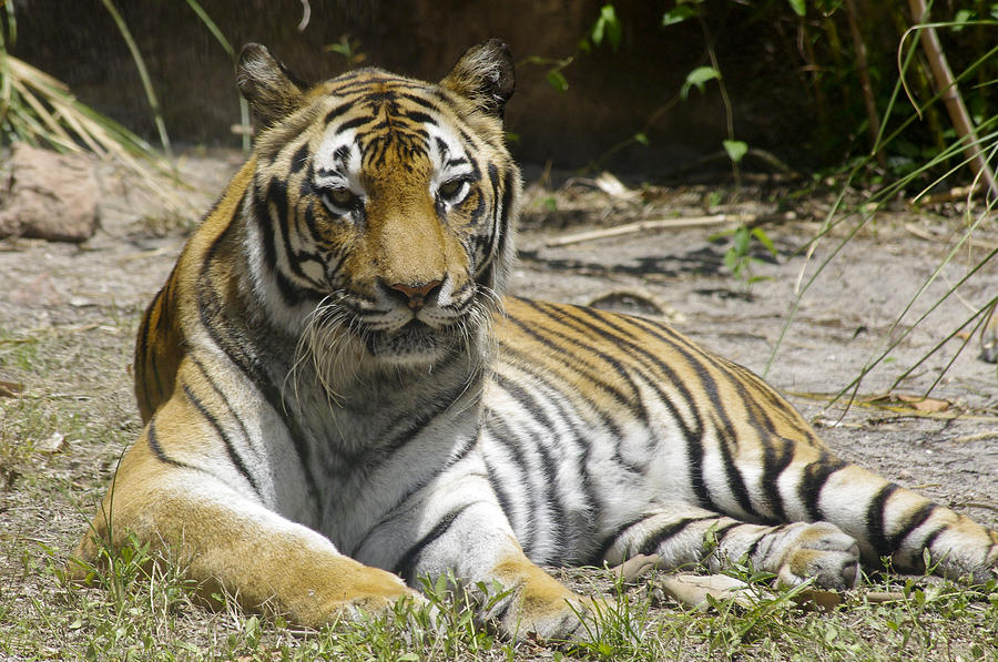 Tiger relaxing in the sun Photograph by John Trax