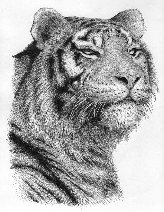 Tiger Drawing by Rens Ink | Fine Art America