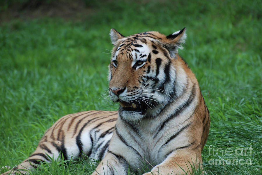 Tiger Resting in a Field Photograph by DejaVu Designs
