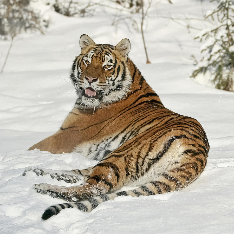 Tiger Resting in Snow Photograph by Wes and Dotty Weber