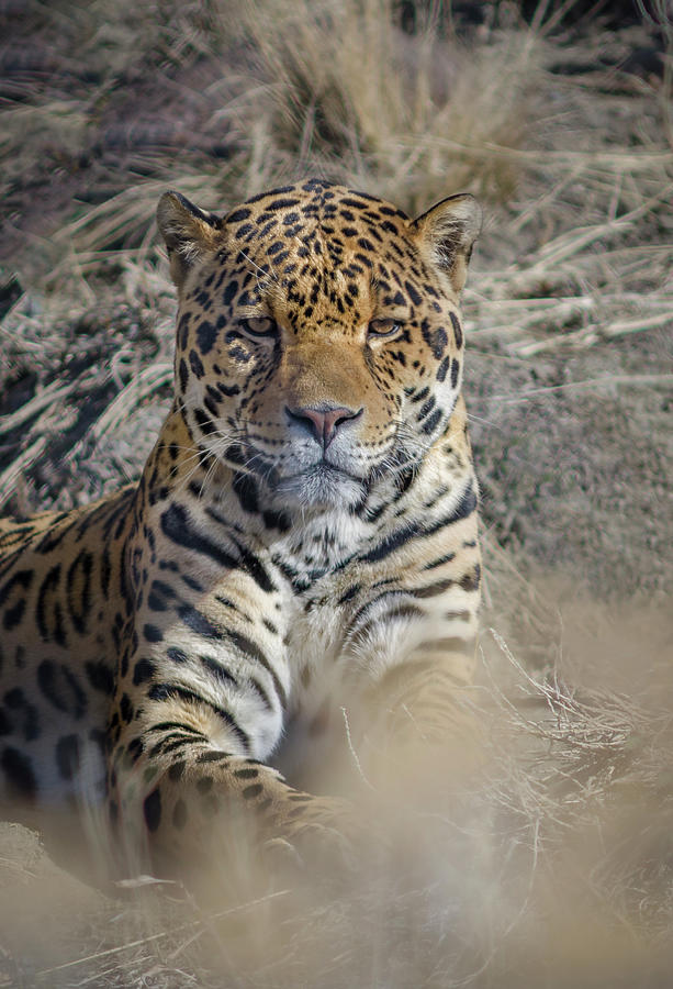 Jaguar Photograph by Rick Mosher