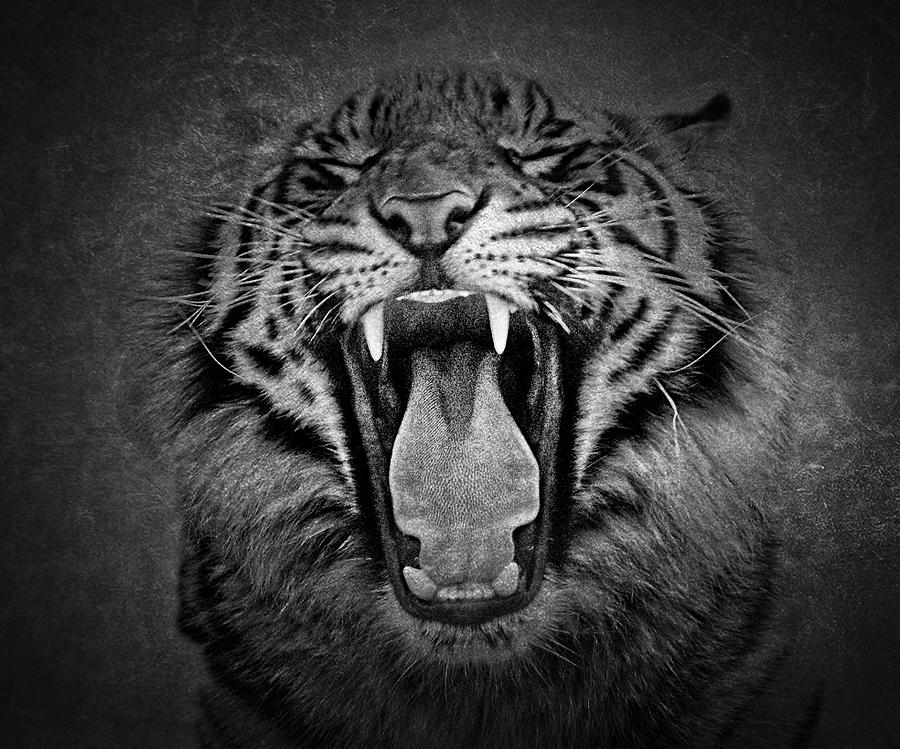 black and white tiger growling photography