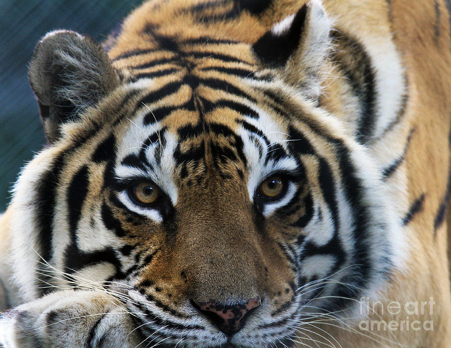 Tiger Photograph by Roger Becker