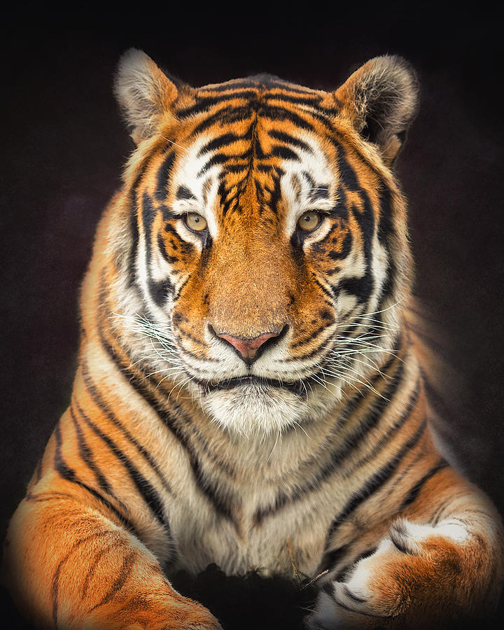Tiger Photograph by Ron  McGinnis