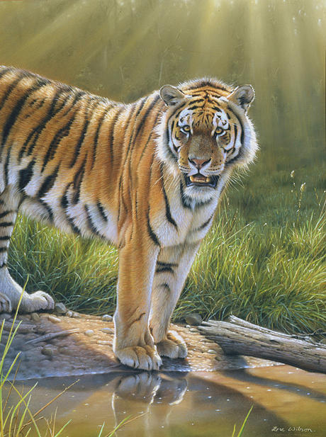 Tiger Royal Chitwan Nepal. Painting by Eric Wilson | Fine Art America