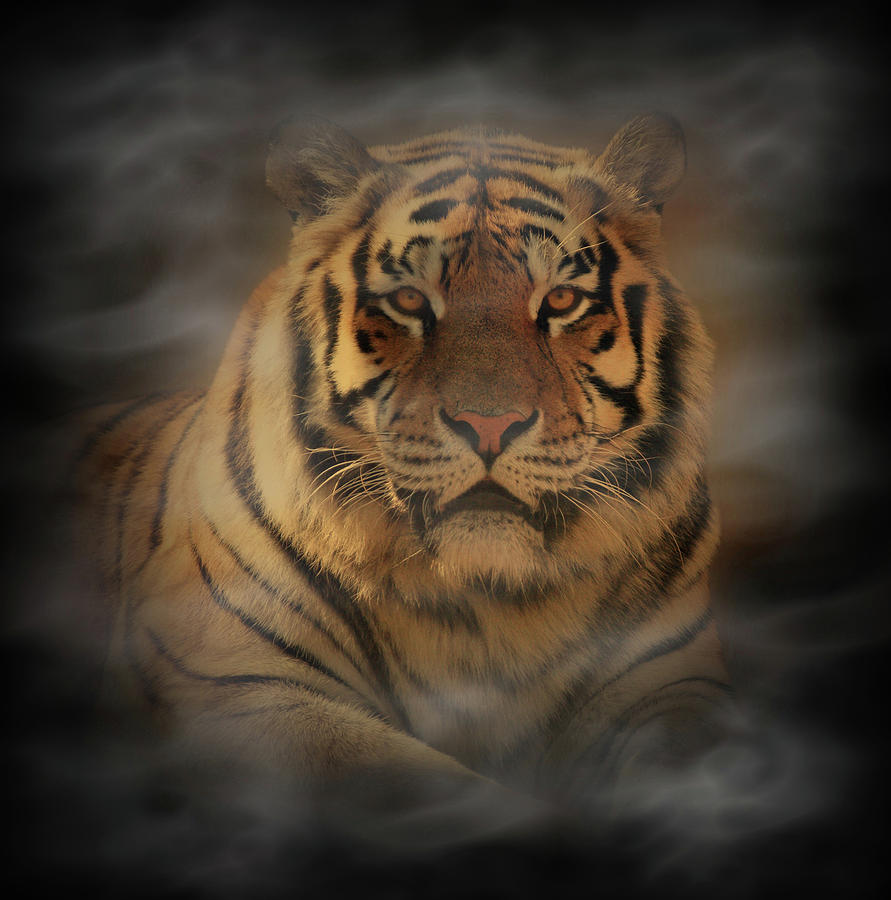 Tiger Photograph by Sandy Keeton